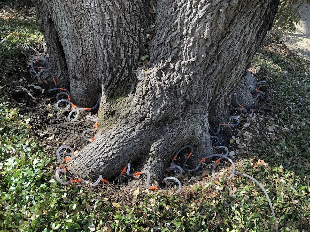 Detailed Tree Cabling and Bracing job site in Decaturville