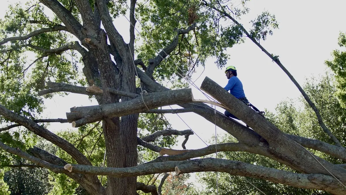 Professional Crown Thinning performed by certified arborists in Decaturville