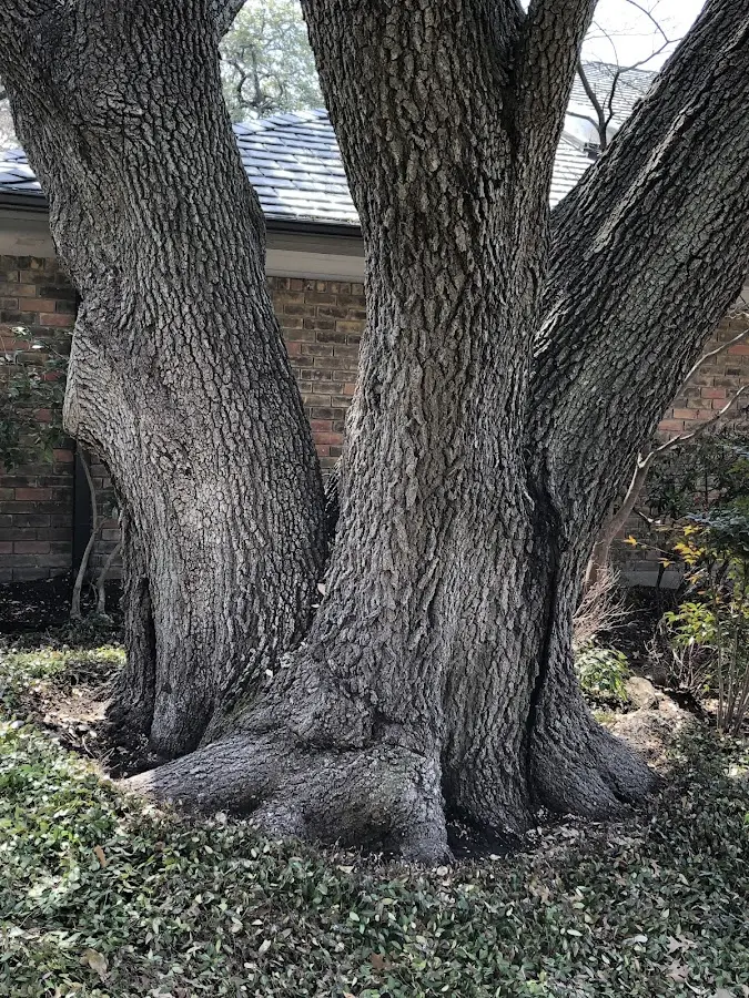 Mature heritage tree close to a Decaturville property cared for by certified arborists